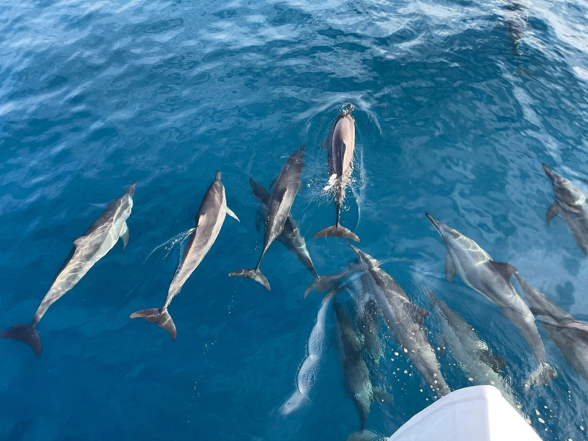A pod of dolphins swimming alongside a boat's hull through deep blue water off Bora Bora.